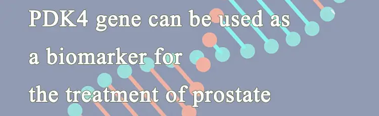 4-PDK4-gene-can-be-used-as-a-biomarker-for-the-treatment-of-prostate.webp