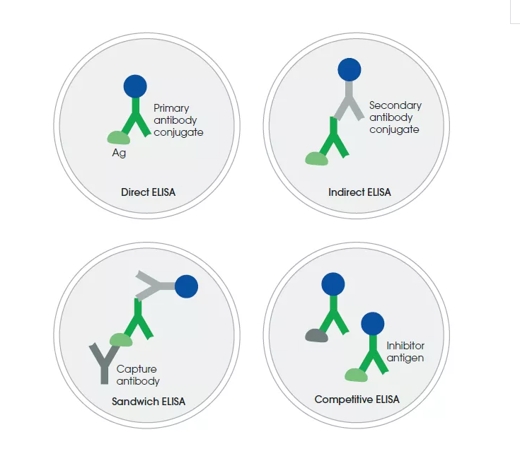 ELISA protocol