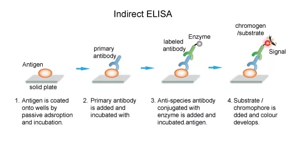 disadvantages of indirect ELISA